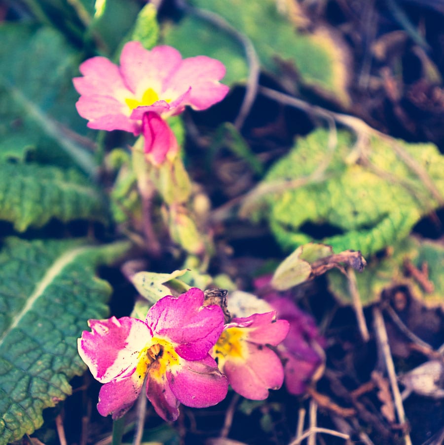 Pink evening primrose