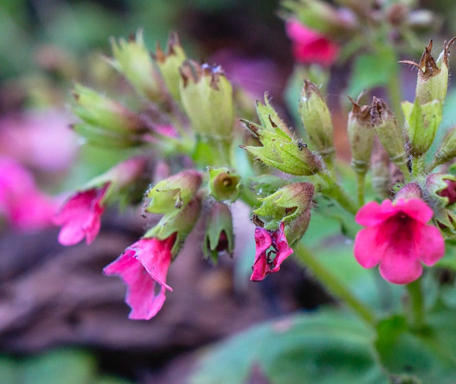 pink ground flowers