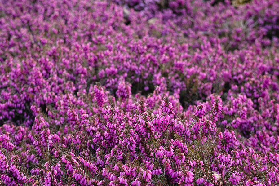 Pinky purple heather