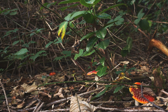 Fly agaric poisonous mushrooms