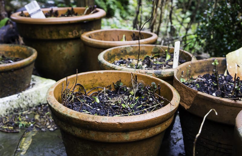 Pots lined up in garden