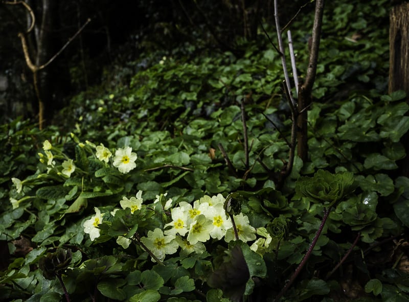 Primrose in shade