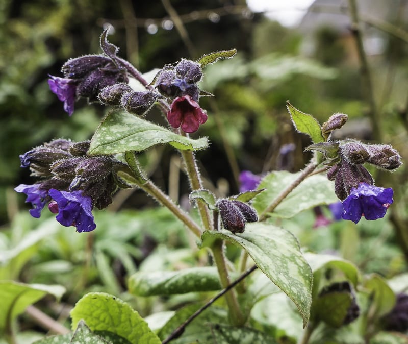 Early spring flowers