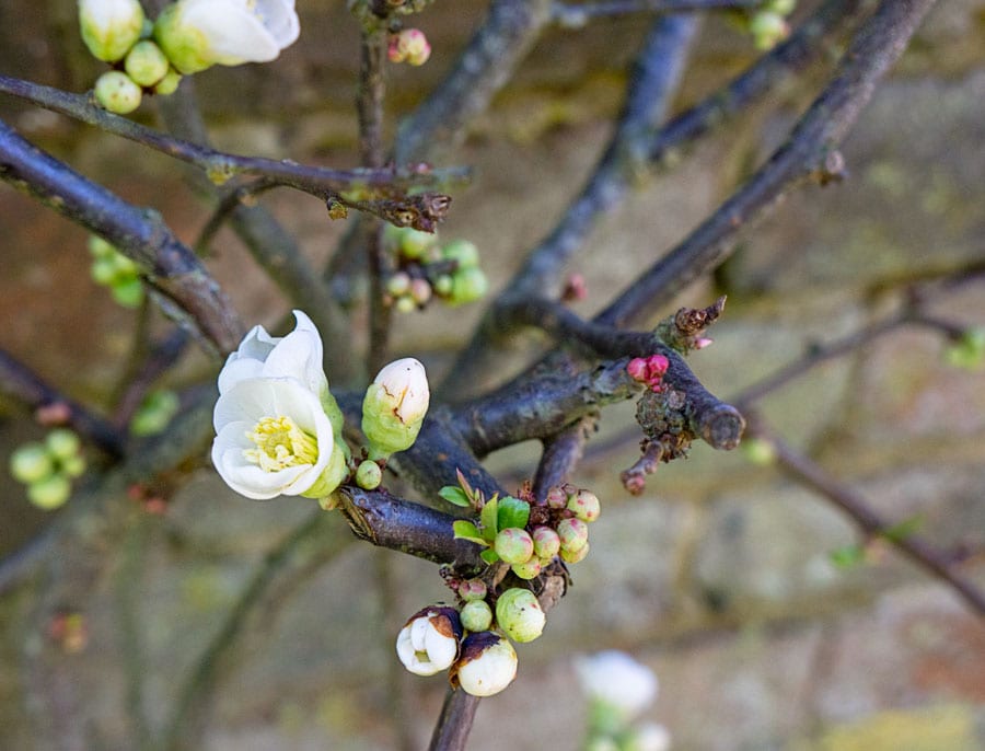 Quince white flowers