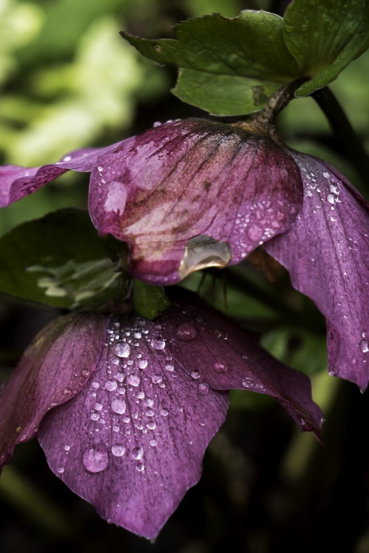 Raindrops on flowers