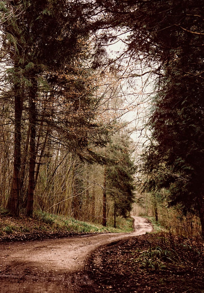 Road through woods West Sussex