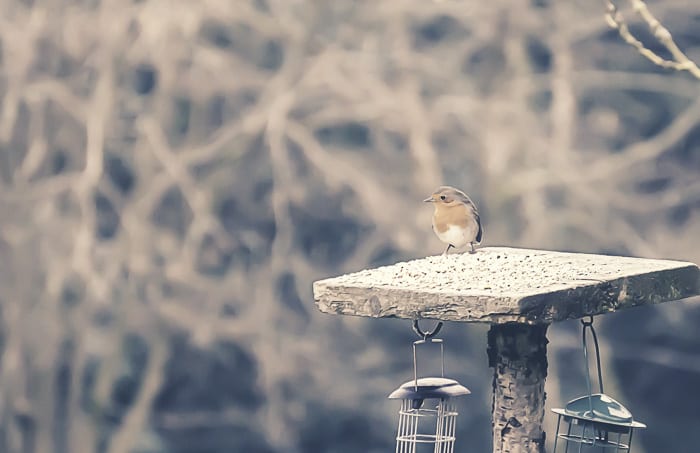 Robin on bird feeder