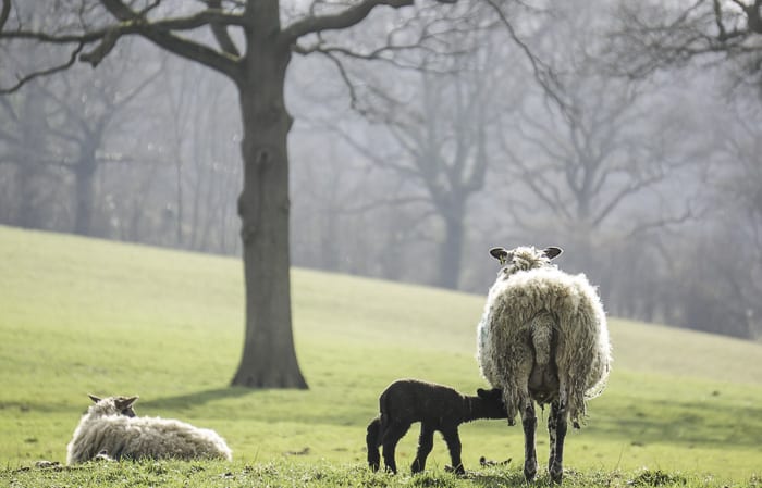 Baby lamb drinking milk from ewe