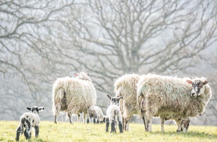 Baby lambs in English countryside