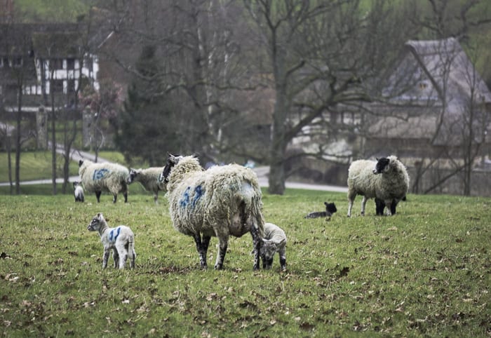 Sheep with baby lambs in field