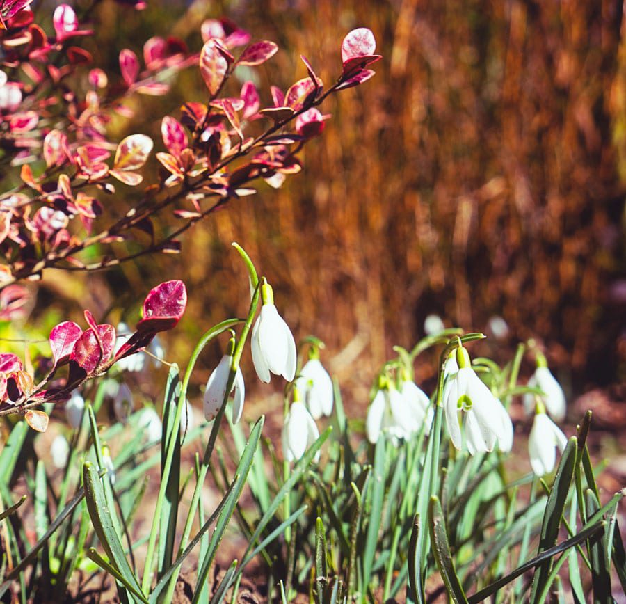 snowdrops