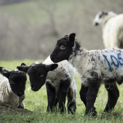Three little baby lambs