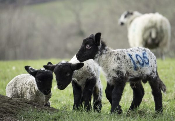 Three little baby lambs