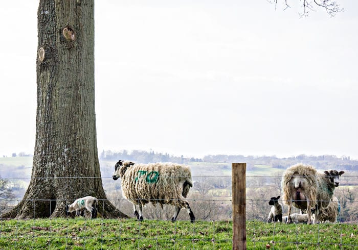 Sheep and lambs next to tree