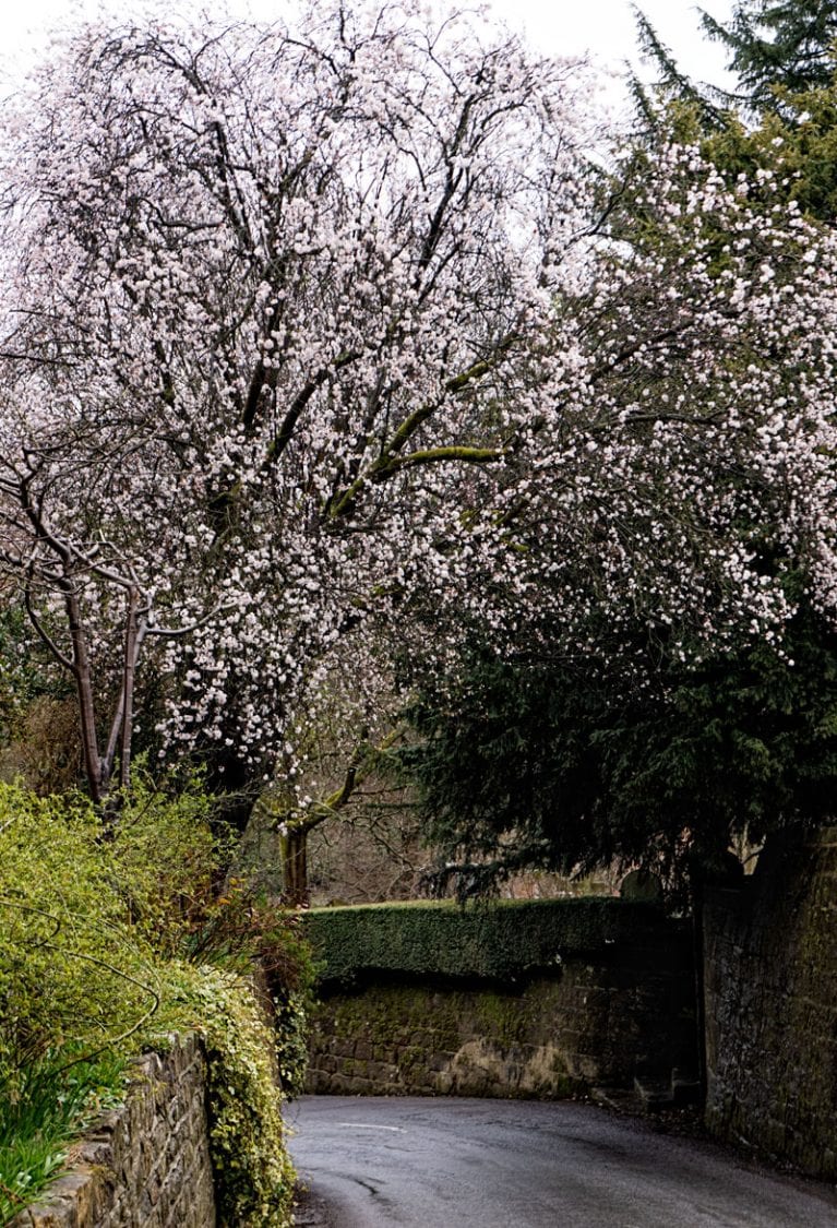 Tree with Blossoms March