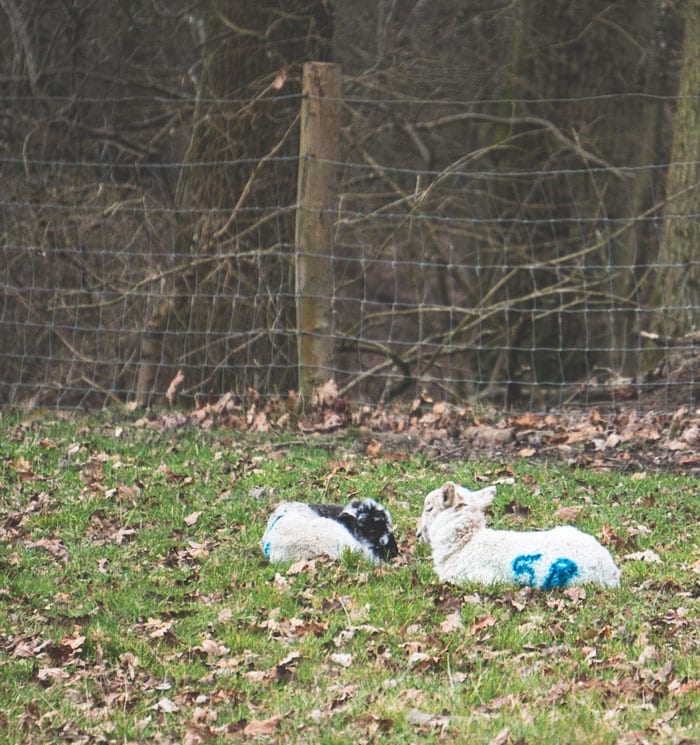 Twin baby lambs lying in grass