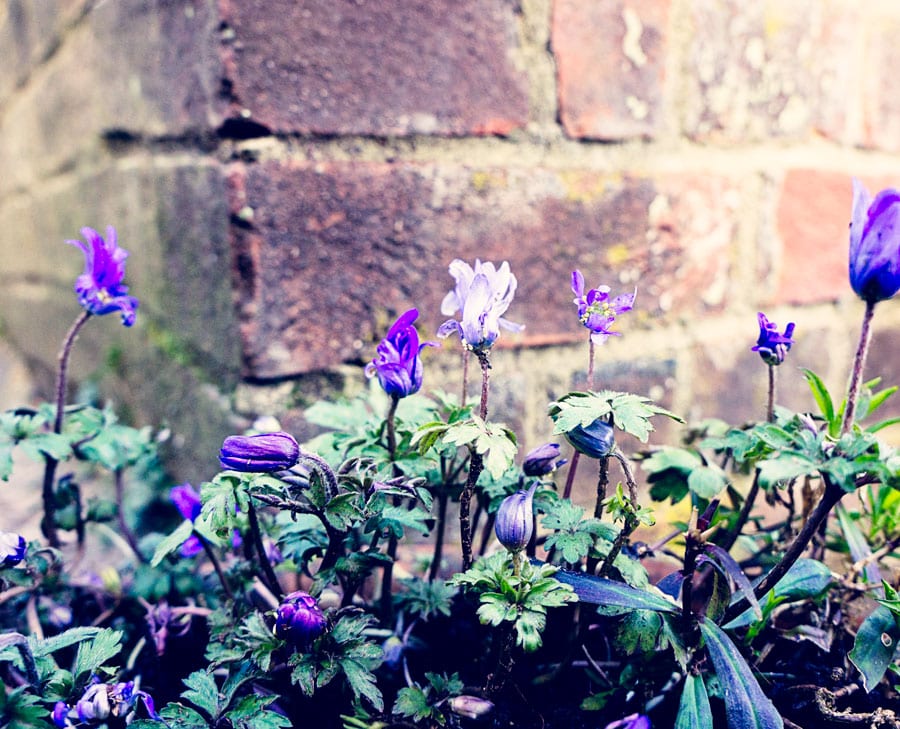 Violets and bricks