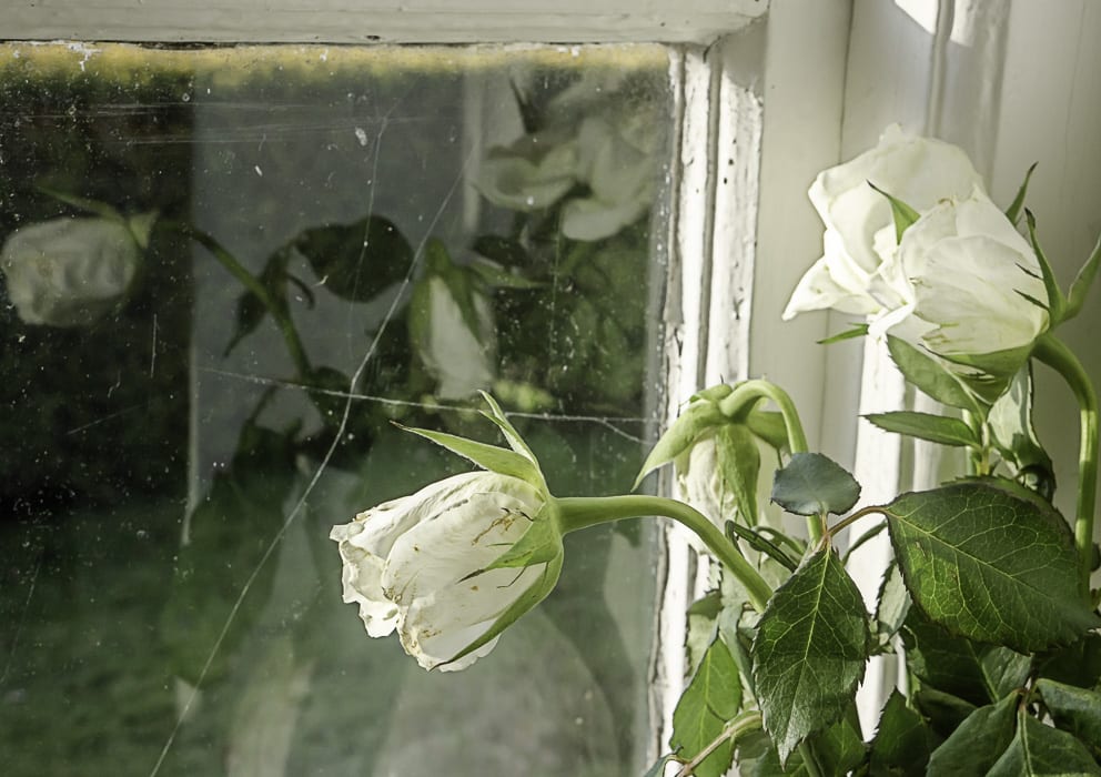 White roses and window reflection