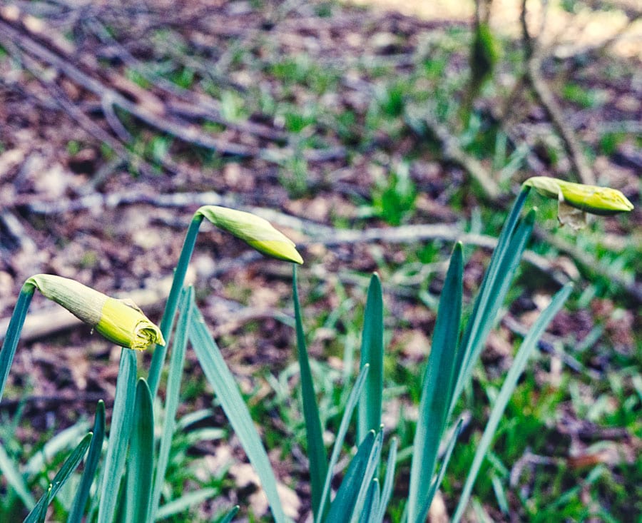 Wild Daffodils with nibbled bud