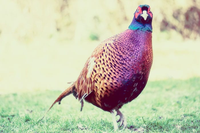 wild pheasant