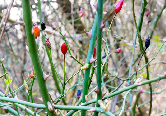 Wild rose hips