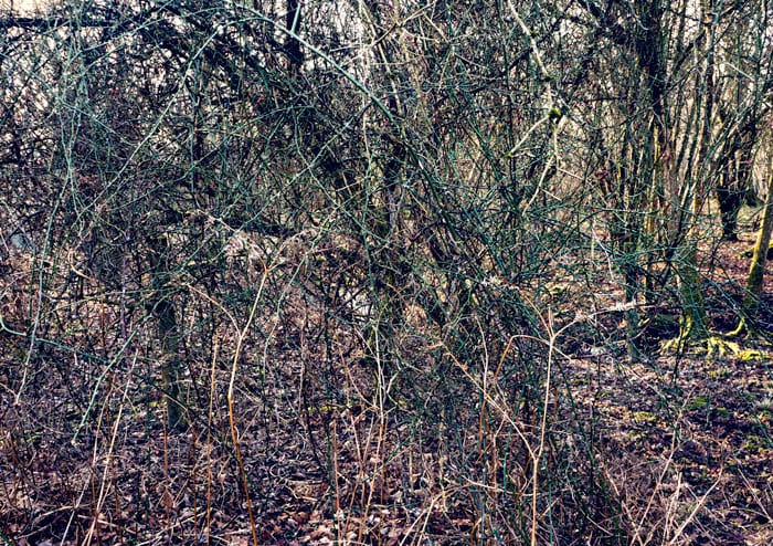 Wild rose bush in March