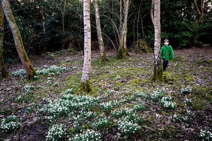 Wood clearing with snowdrops and Theo
