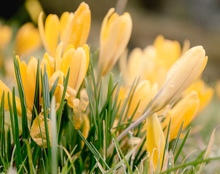 Yellow crocus