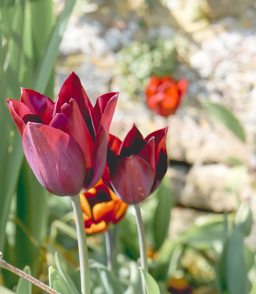 Burgundy coloured tulips