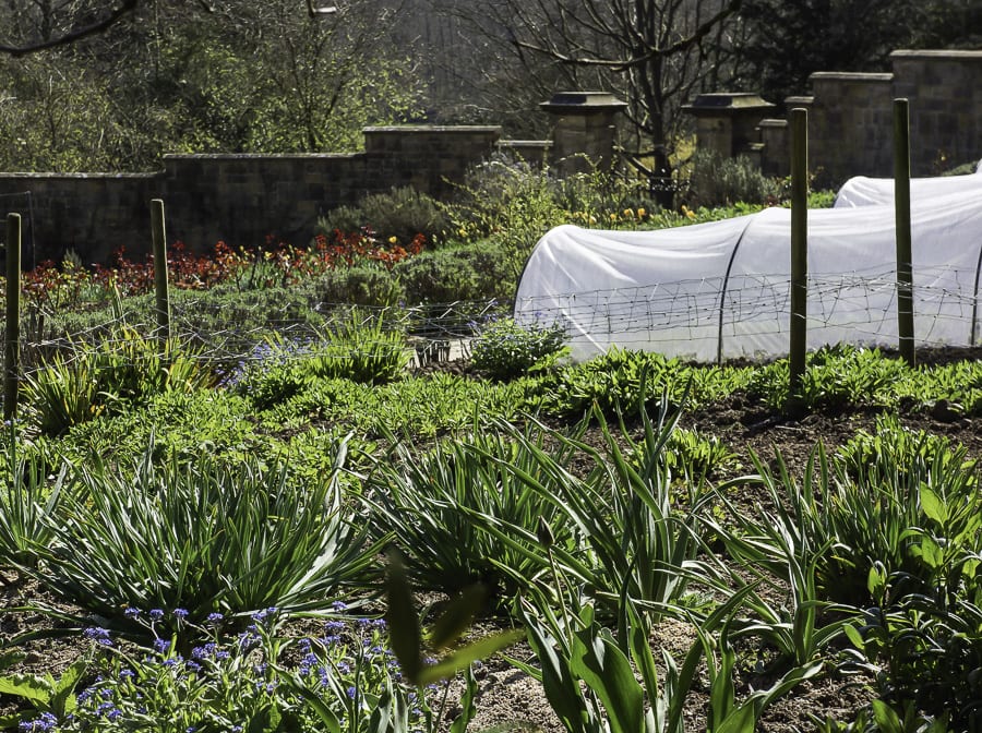 Gravetye Manor kitchen garden plants