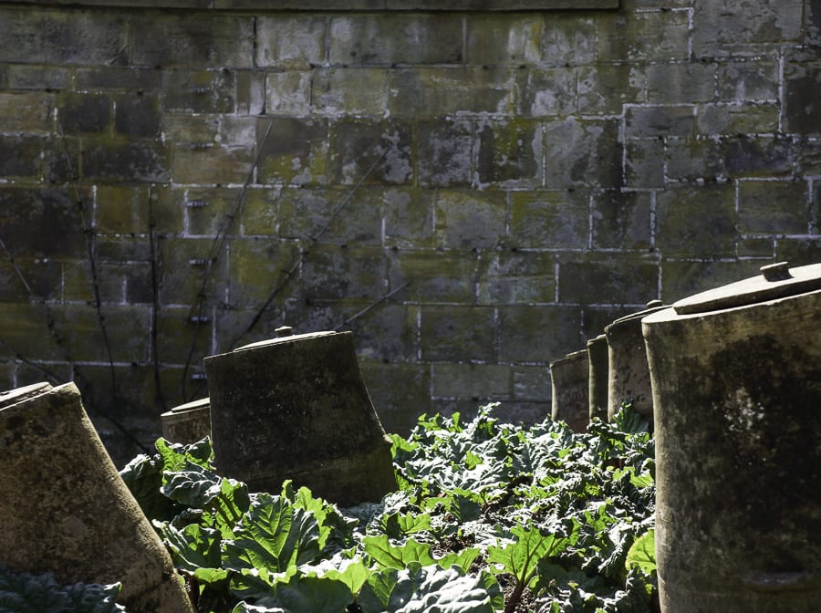 Gravetye Manor rhubarb pots