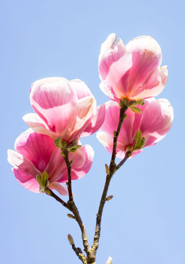 Pink Magnolias against blue sky