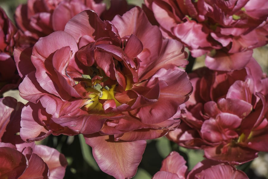 Margarita red tulips