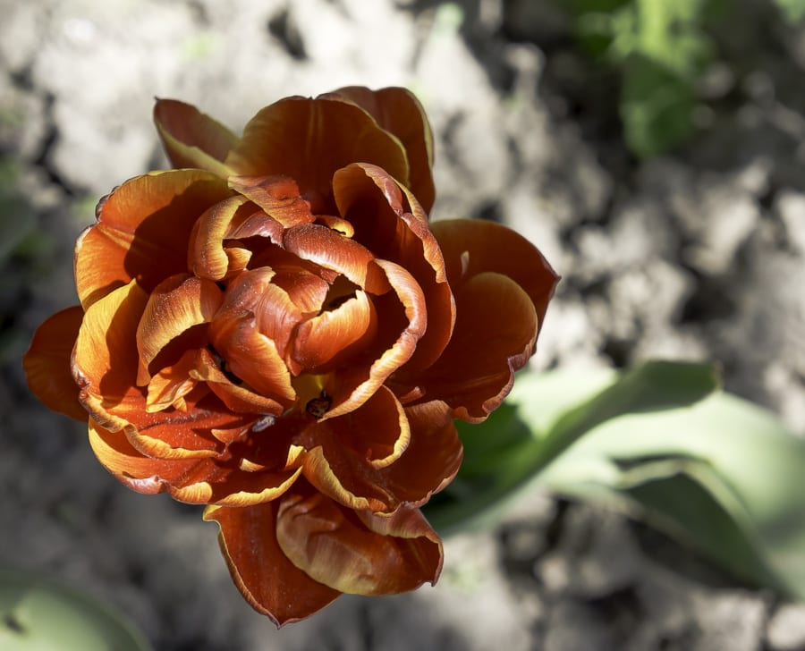 Margarita tulip