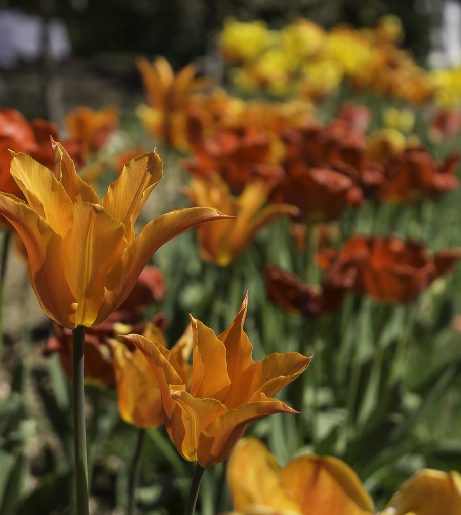 Orange and red tulips