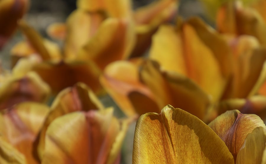 orange and red petals