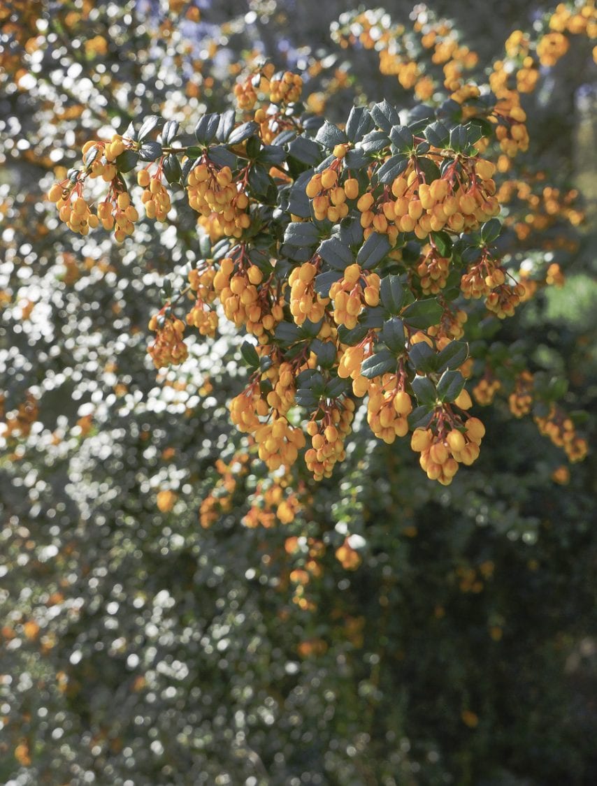 orange blossoms