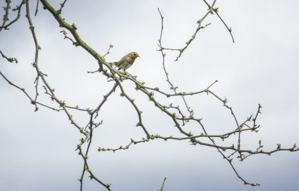 robin at rhs wisley