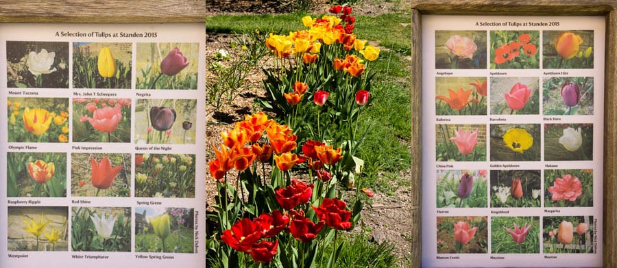 Selection of tulips at Standen House