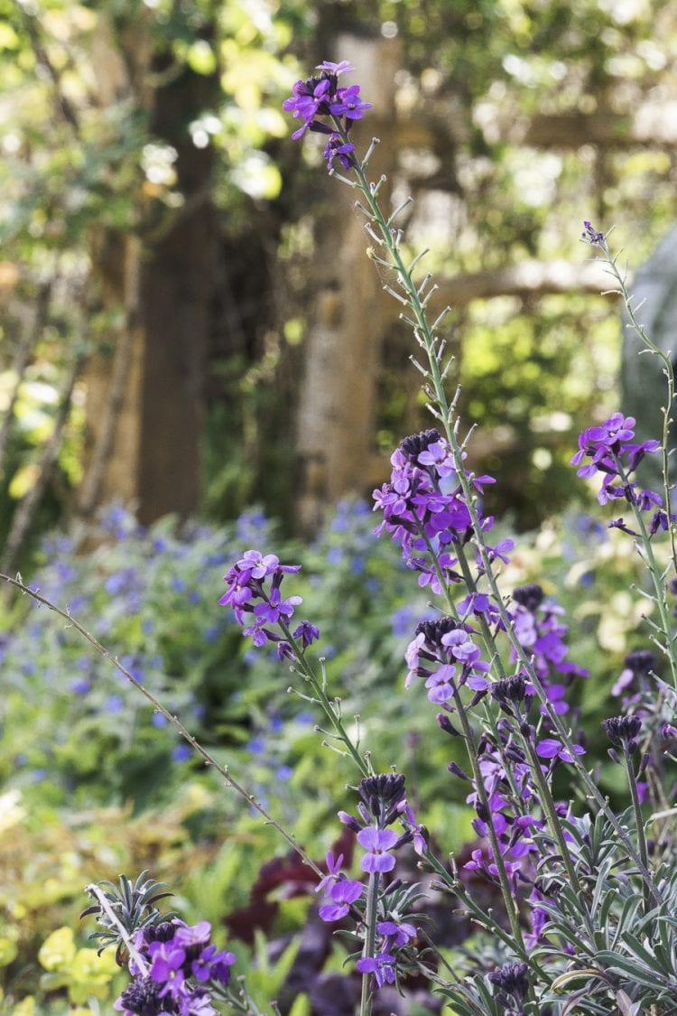 Spring flowers in garden