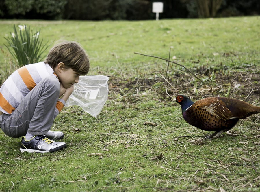 Goodbye Fred the Pheasant