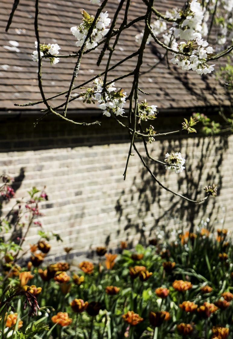 Tree blossoms and tulips at Standen