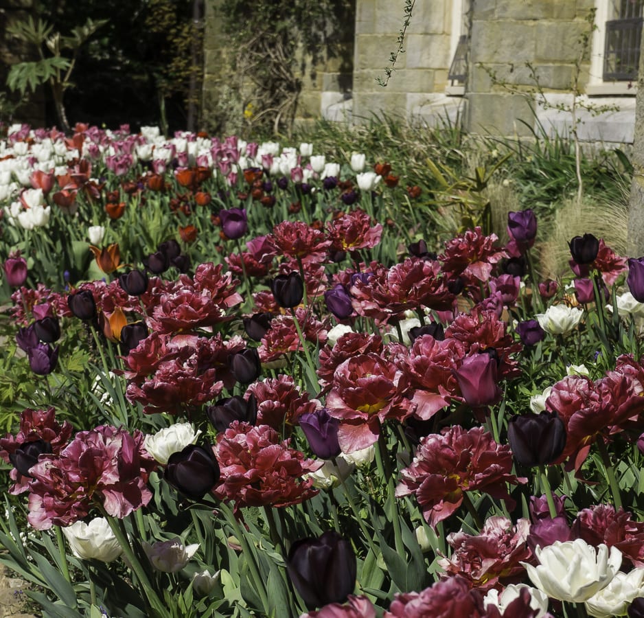 Tulip festival at Standen