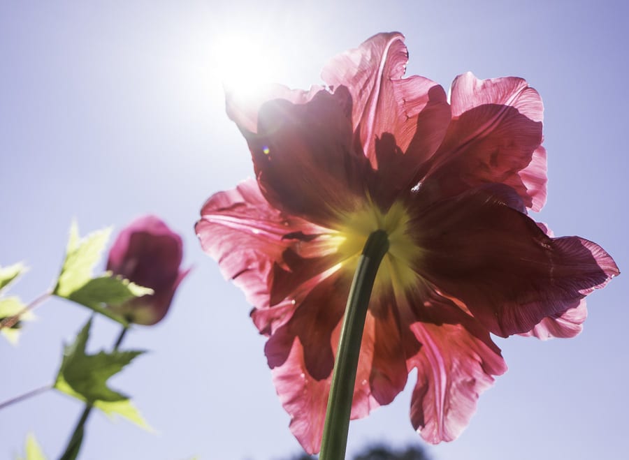 Tulip in sunlight