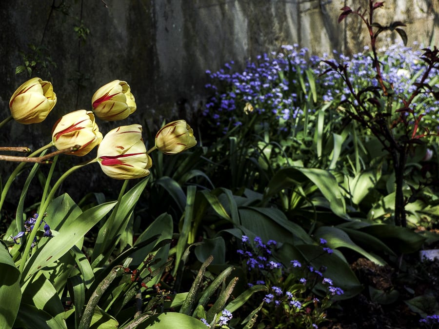 Tulips and flowers by wall