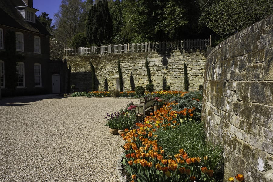 Tulips in Standen front courtyard