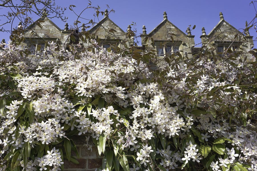 Wall blossoms and Gravetye Manor