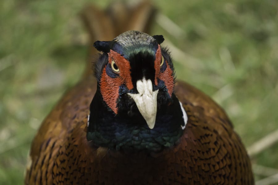 Wild pheasant nicknamed Fred