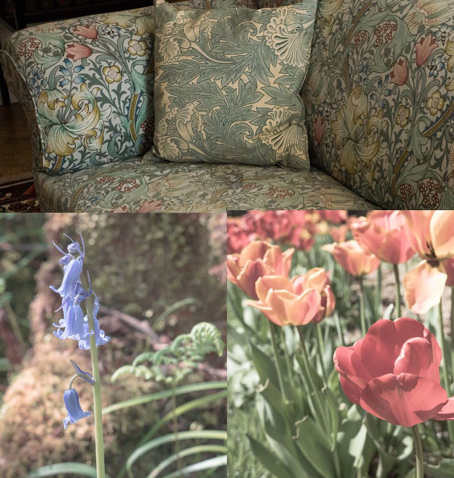 William Morris sifa and bluebells and tulips at Standen