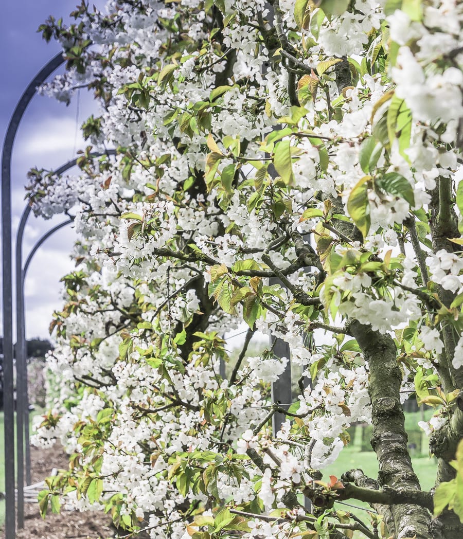 Apple blossoms RHS Wisley